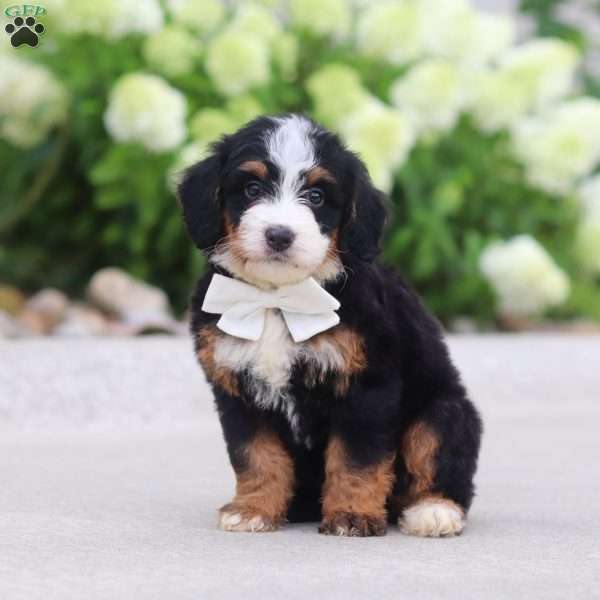 Cupcake, Mini Bernedoodle Puppy